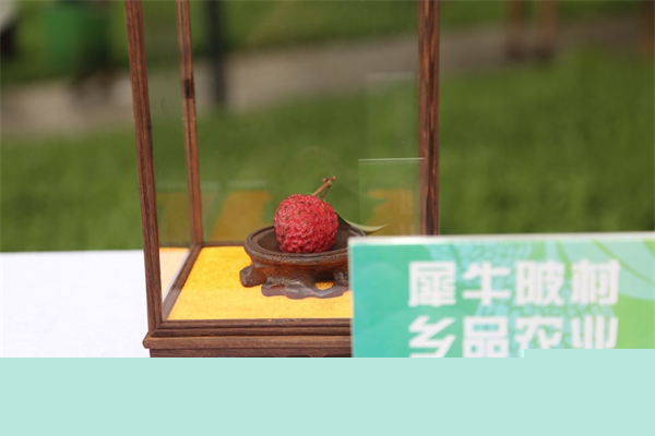 東莞大朗「荔王」採摘權(quán)拍得4萬元