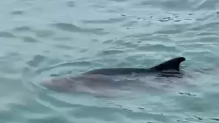 港島南區(qū)水域疑出現(xiàn)鯨魚(yú) 漁護(hù)署提醒市民勿追蹤 以免違法