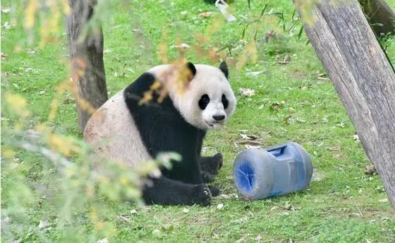 美國(guó)華盛頓動(dòng)物園為旅美大熊貓舉辦「告別派對(duì)」系列活動(dòng)