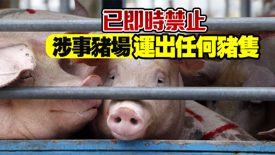 元朗流浮山一豬場16頭豬感染非洲豬瘟 護(hù)護(hù)署將銷毀豬隻