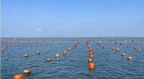 去年中國(guó)海洋生產(chǎn)總值9.5萬(wàn)億元人民幣