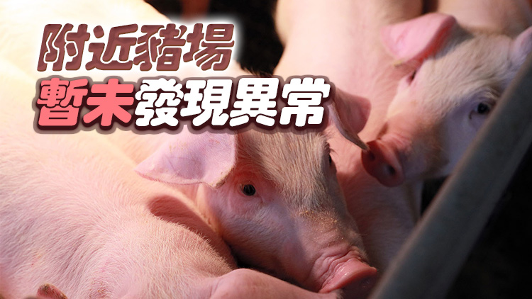 元朗一豬場(chǎng)爆豬瘟 銷毀近2000隻豬