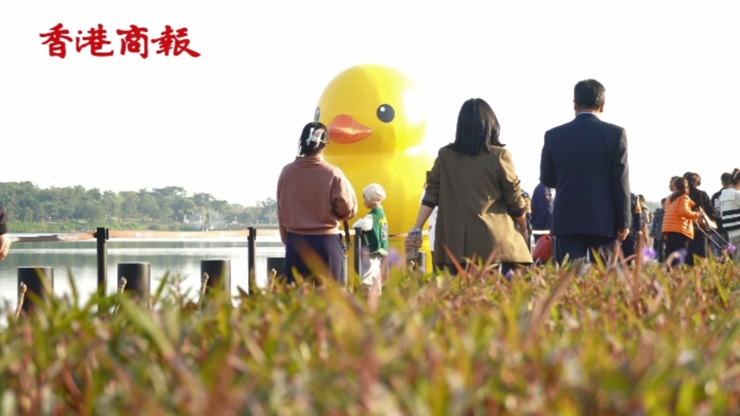有片 | ya力釋放！在深圳灣抓到一隻大黃鴨親密貼貼