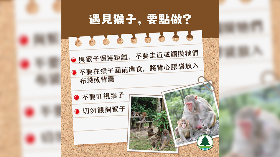 漁護(hù)署籲市民避免直視猴子 指有關(guān)行為會(huì)被視為挑釁