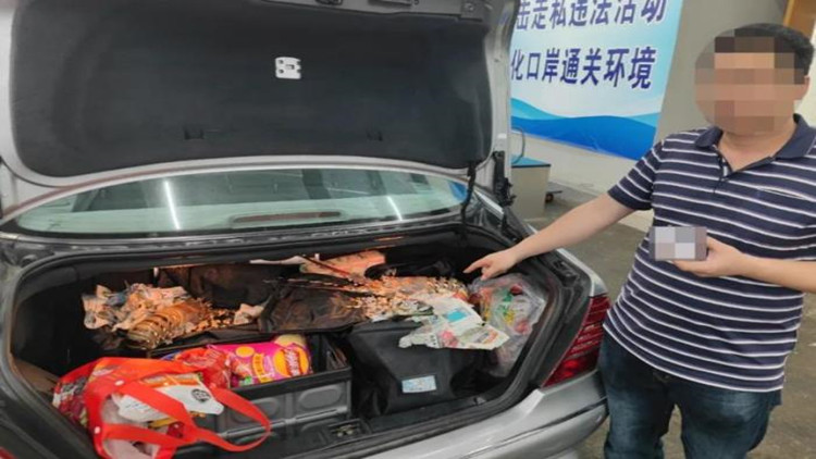 港珠澳大橋海關(guān)查獲兩起跨境客車(chē)司機(jī)攜帶鮮活龍蝦進(jìn)境案