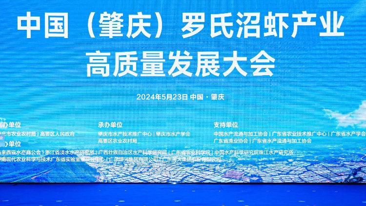 肇慶再擦亮「中國(guó)羅氏沼蝦之鄉(xiāng)」招牌 