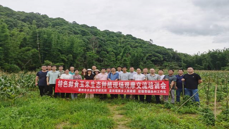 抗病抗逆品相好！惠州龍門新品種玉米試種成功