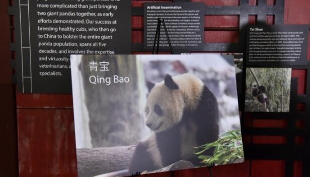 美國(guó)華盛頓國(guó)家動(dòng)物園宣布年底將迎來(lái)兩隻大熊貓