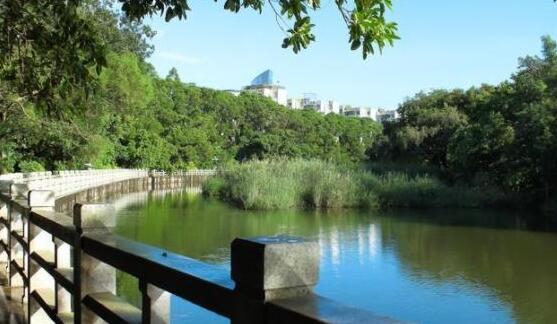 公園夜跑、露天電影、音樂會、夏日市集…… 這個夏天，在深圳公園一起「樂」動起來