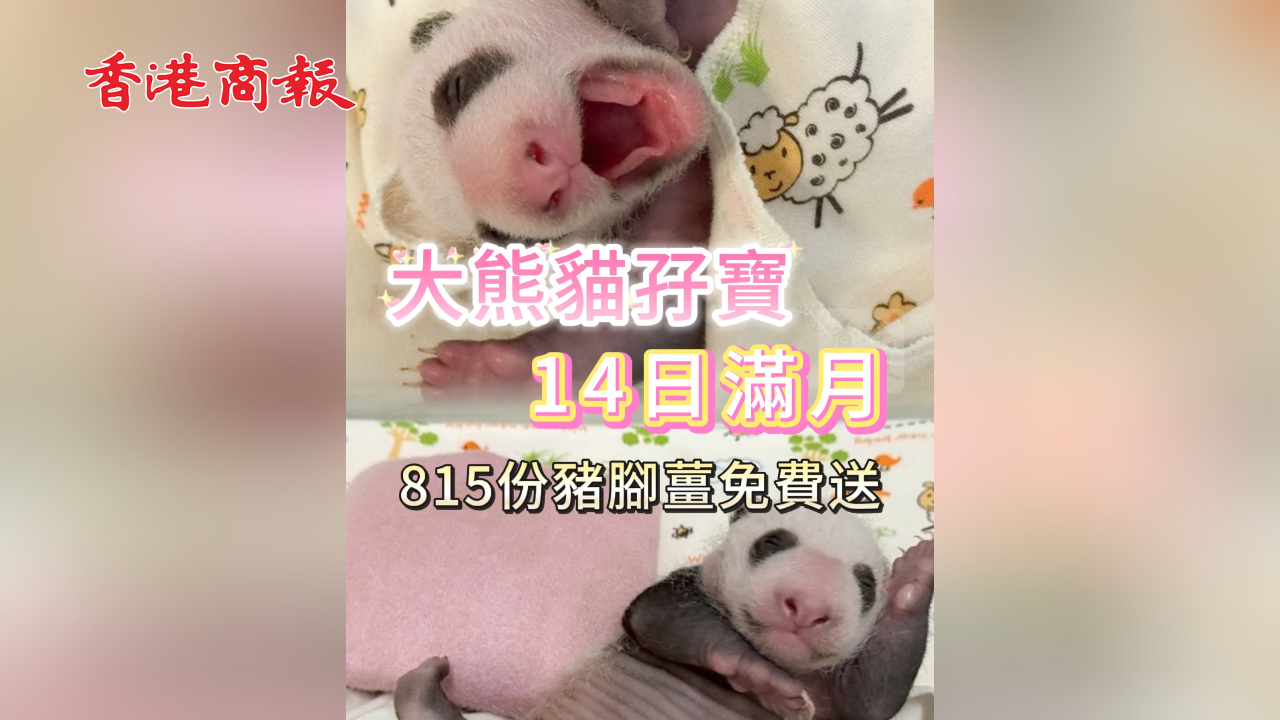 有片丨大熊貓孖寶14日滿月 815份豬腳薑免費(fèi)送