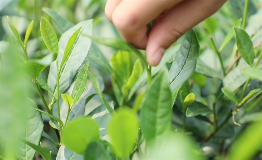 【視聽山東 】泰山茶溪谷：採茶知茶趣 研學(xué)正當(dāng)時