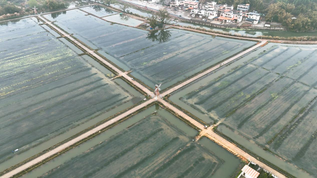 粵北韶關(guān)陳江村「稻蝦輪作」模式引領(lǐng)鄉(xiāng)村振興 早春小龍蝦搶占大灣區(qū)市場