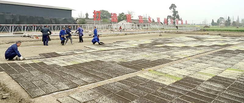 自製「苗盤運(yùn)輸天車」 四川綿竹新農(nóng)人破解春耕「用工荒」