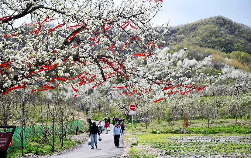 遼寧撫順縣：以梨花為筆繪就「春日經(jīng)濟(jì)」振興畫卷