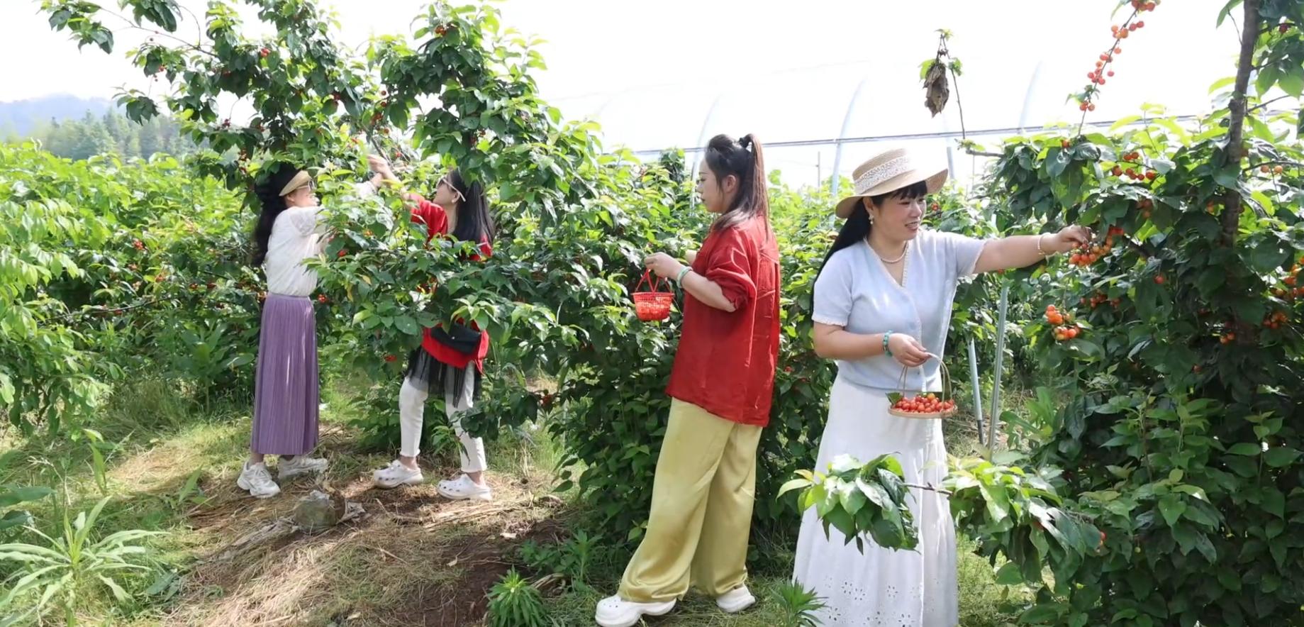 皖徽州區(qū)：「田園盛宴」持續(xù)升溫  「採摘經(jīng)濟」強村富民