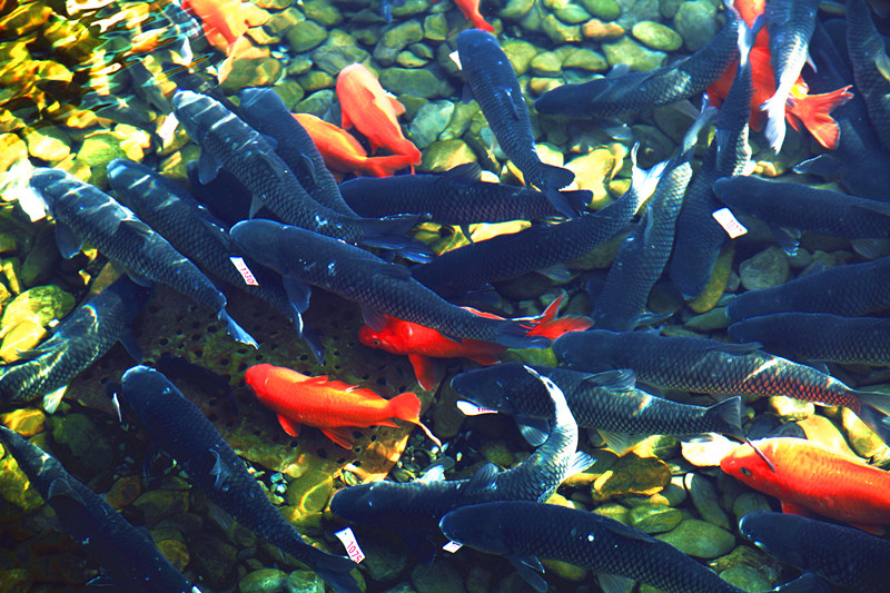 皖休寧板橋：優(yōu)質山泉水養(yǎng)出「致富魚」